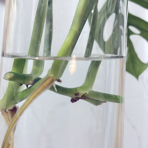 🪴Propagated rooted trimmings - Monstera Adansonii, Swiss cheese plant - Picture 6 of 10